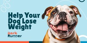 Help Your Dog to Lose Weight