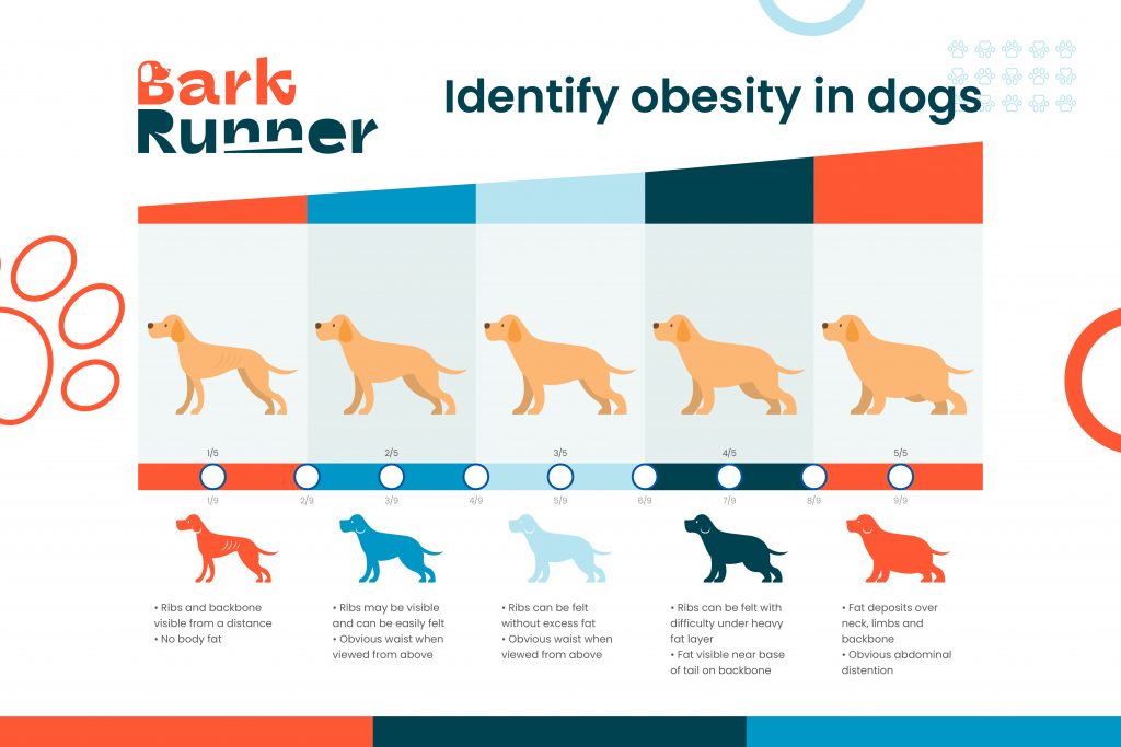 Obesity in dogs