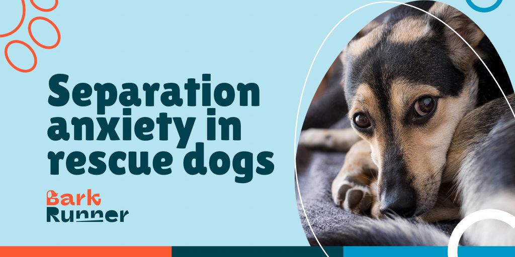 Separation anxiety in rescue dogs